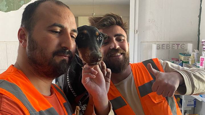 Séismes en Turquie: une chienne et ses 3 petits secourus après 28 jours sous les décombres