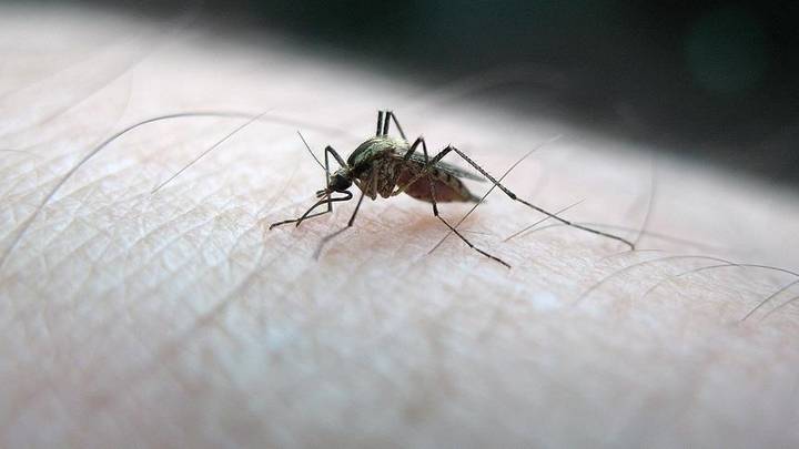 Malaria: Une première propagation aux Etats-unis en 20 ans