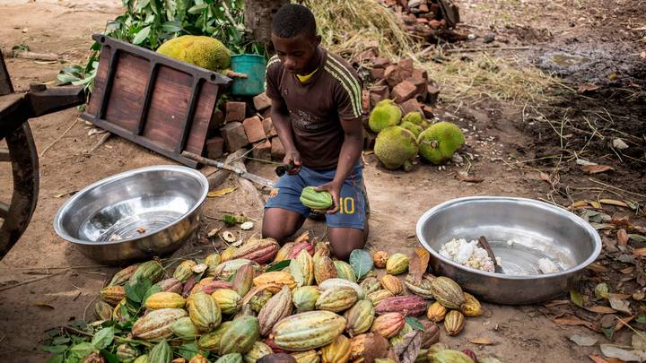 Les cacaoculteurs africains se démènent pour prendre le contrôle du marché