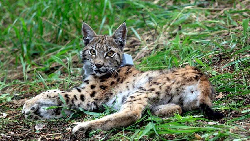 Türkiye: le lynx "Ulu" a parcouru 2 200 kilomètres en une année