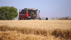 Les cours internationaux du blé au plus haut depuis 5 mois