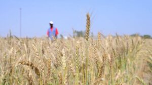 La BAD débloque 84,3 millions de dollars pour favoriser la production de blé en Éthiopie