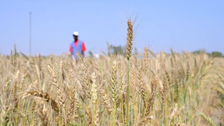 La BAD débloque 84,3 millions de dollars pour favoriser la production de blé en Éthiopie