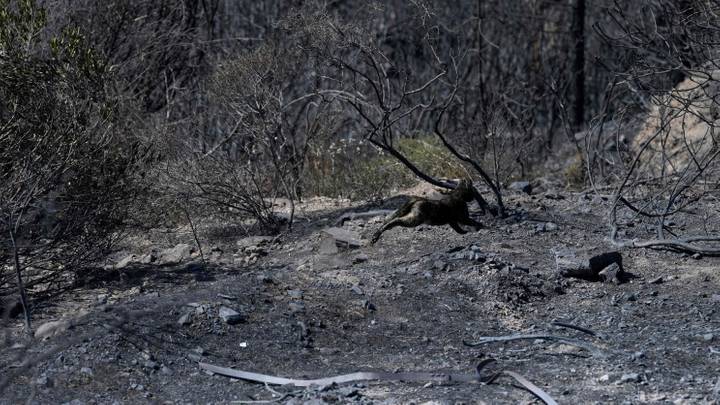 Portugal: Un feu de forêt a détruit 7.000 hectares dans le centre du pays