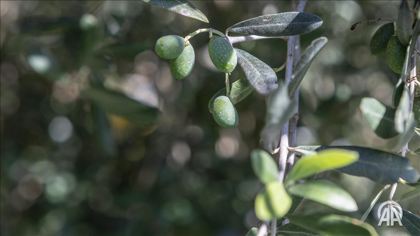 Les canicules extrêmes font flamber les prix de l'huile d'olive dans les pays de l'UE