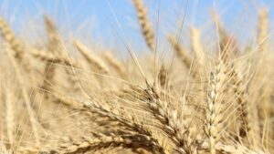 La BAD débloque 84,3 millions de dollars pour appuyer la production de blé en Ethiopie