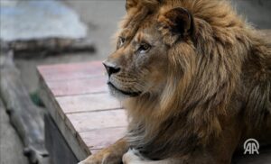 À Istanbul, un couple de lions retrouve la santé grâce au platine implanté dans leurs pattes