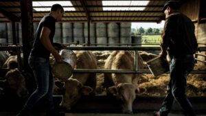 Premiers cas en France de maladie hémorragique épizootique dans des élevages
