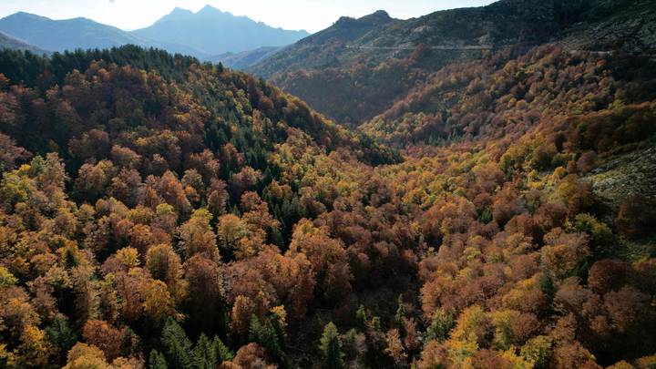 La "forêt mosaïque", une stratégie française