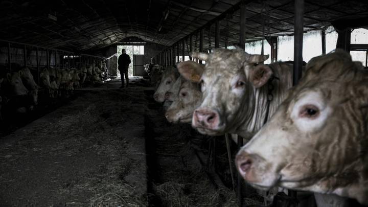 Progression d'une maladie hémorragique épizootique en France