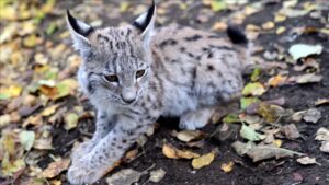 Türkiye: Le jeune lynx trouvé par des villageois à Sivas est maintenant entre de bonnes mains